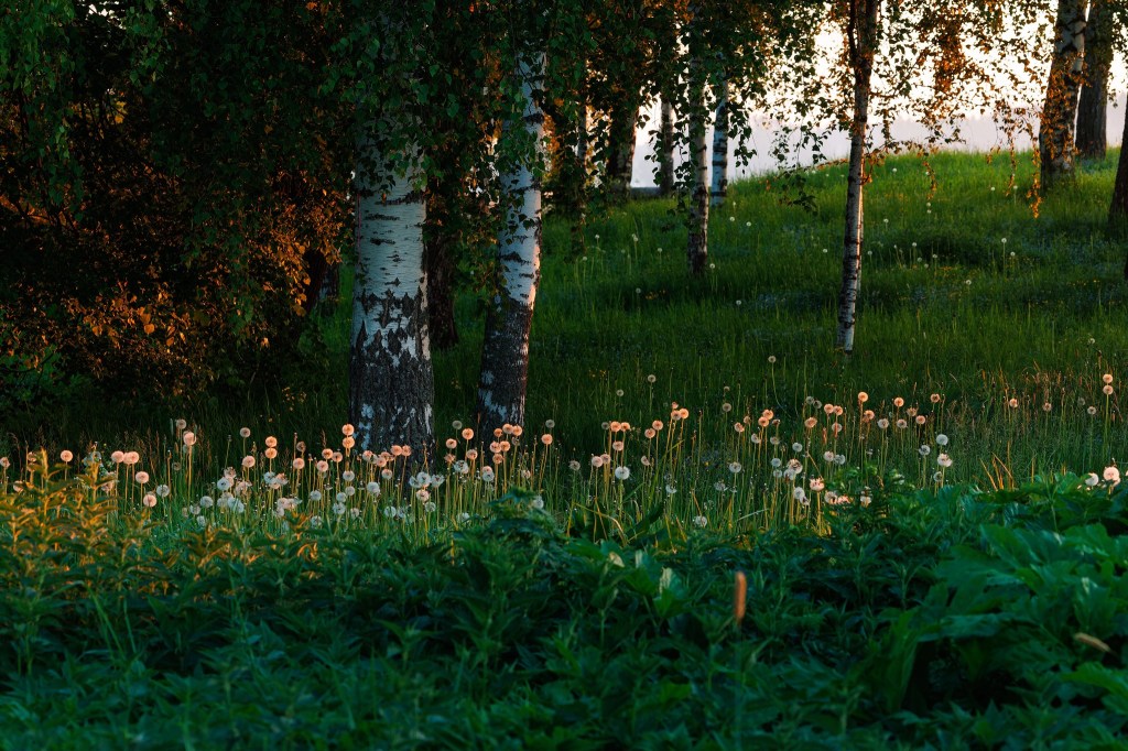 Căn nhà giữa rừng&nbsp;sâu